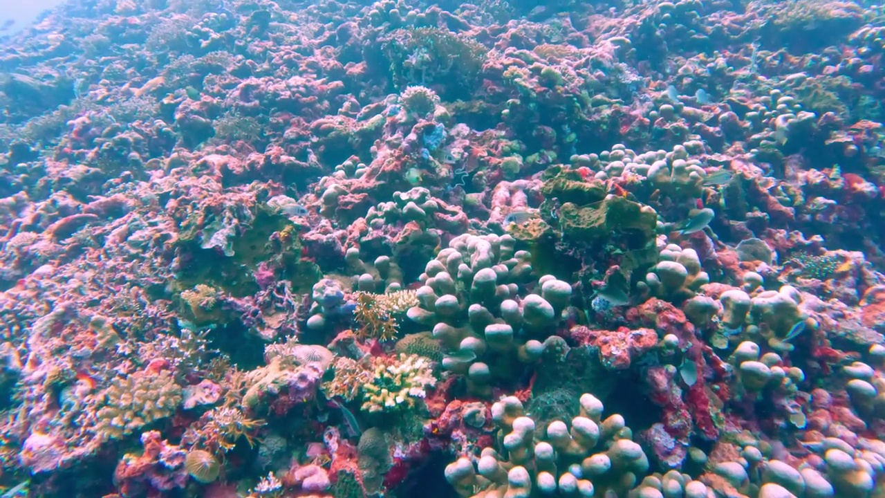 美丽的水下彩色热带珊瑚礁和海鱼。探索海洋中的野生动物风景。平静的海洋浮潜在亚洲珊瑚礁。明亮充满活力的生物多样性海洋动植物深度世界视频下载