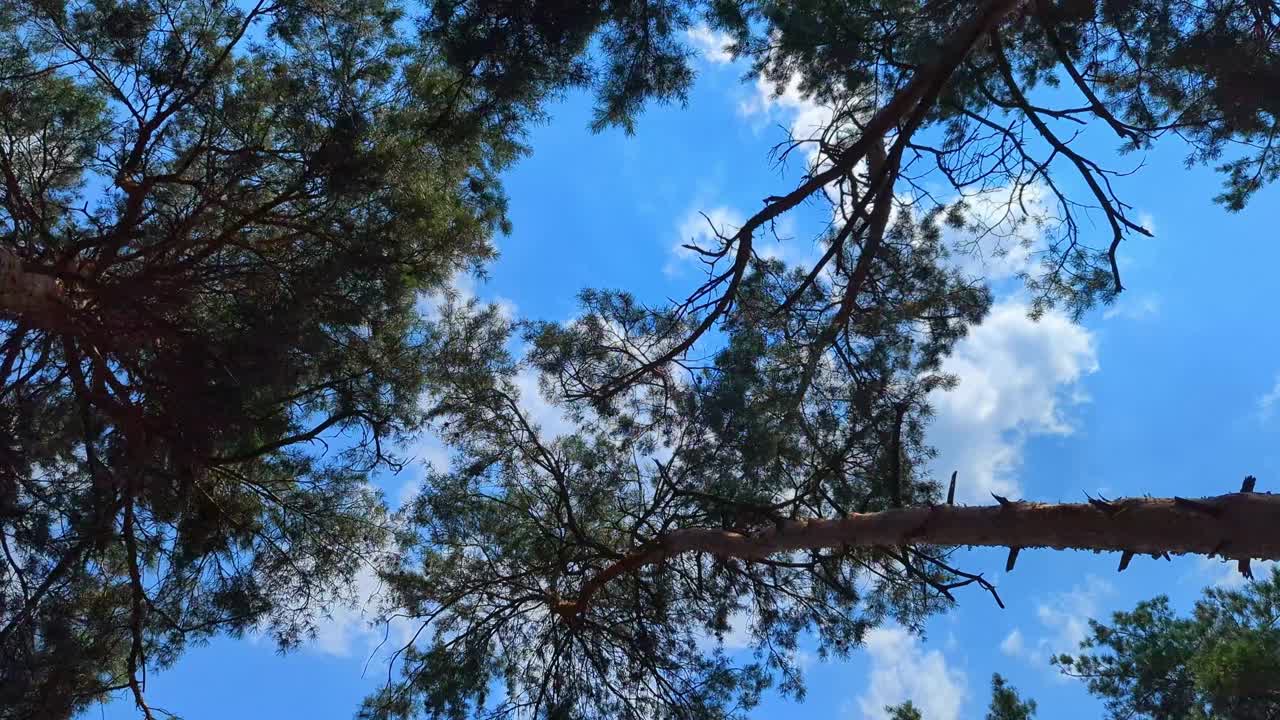 蓝天背景下的树梢随风摇曳。松树林冠。慢动作镜头。视频素材