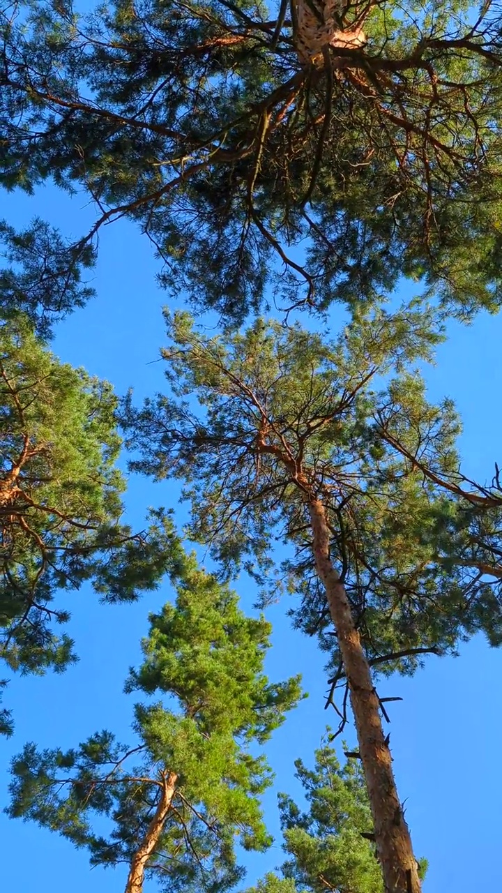 以蓝天为背景的树梢在风中摇曳的垂直镜头。松树林冠。慢动作镜头。视频素材