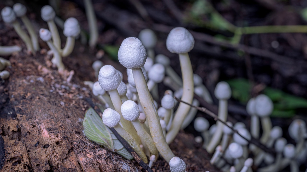 在一堆木屑上生长的白色蘑菇(也被称为洋葱柄蘑菇)的时间流逝。视频下载