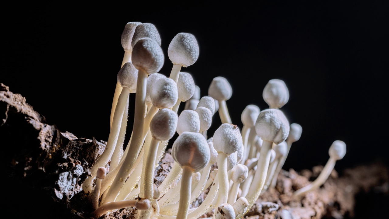 在一堆木屑上生长的白色蘑菇(也被称为洋葱柄蘑菇)的时间流逝。视频下载