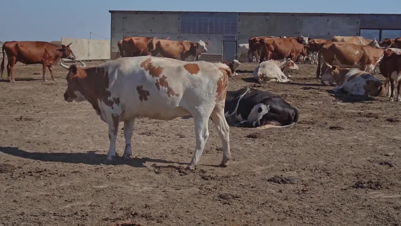 牛在围栏围起来的谷仓院子里散步。视频素材
