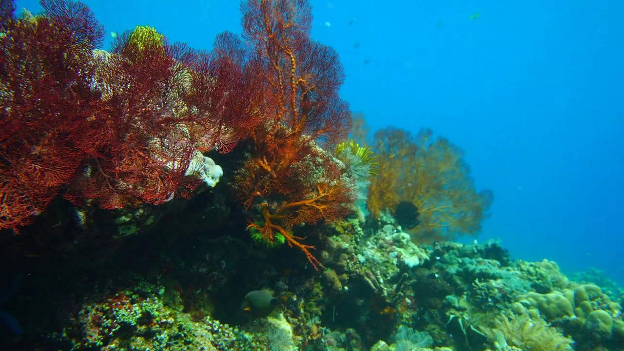 色彩斑斓的海珊瑚视频下载