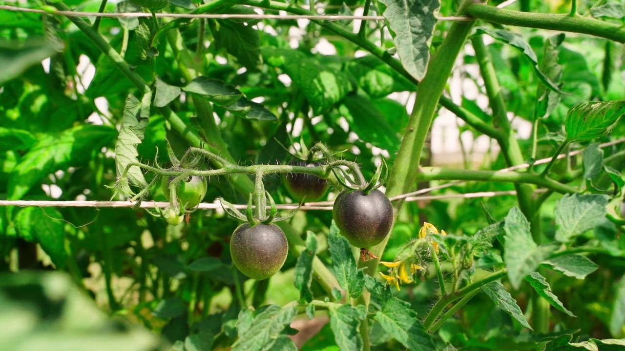 美国蓝番茄生长在一个种植园的特写，流畅的镜头运动视频素材