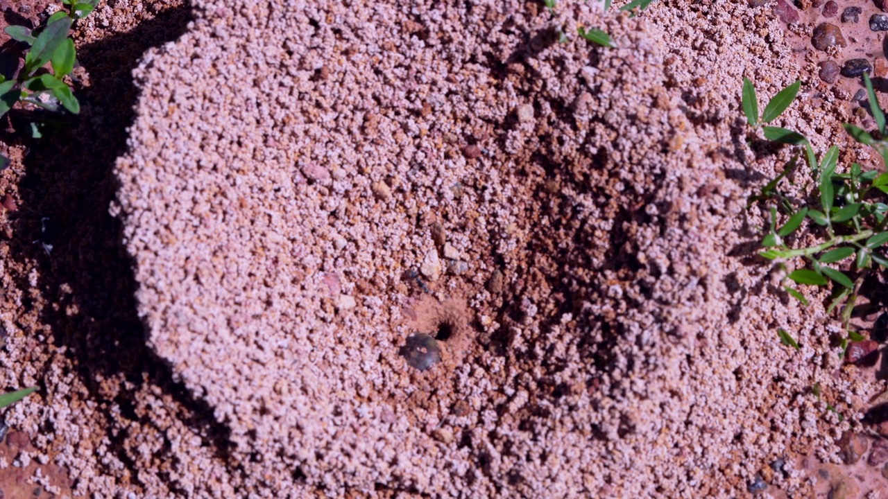 黑蚂蚁帮忙挖土筑巢。展示了互相帮助共同生活的理念。和团结视频下载