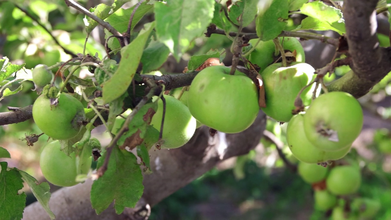 树上的青苹果。苹果在花园里的树枝上成熟了。作物成熟。自然的产品。绿色星球。生物产品。4 k的决议视频下载