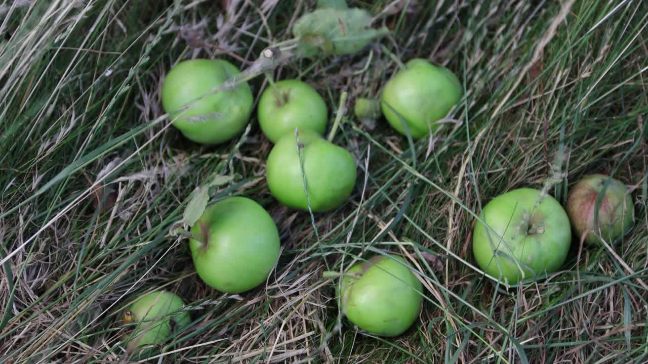 青苹果落在草地上。了苹果。自然的产品。绿色星球。生物产品。4 k的决议视频下载