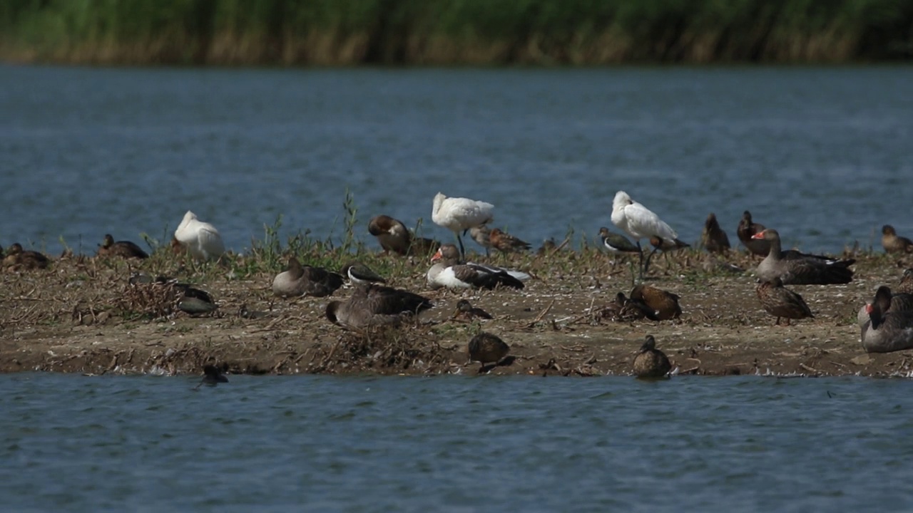 琵鹭(Platalea leucorodia)与其他鹅、鸭和涉禽一起在湖中的一个岛上休息。视频下载