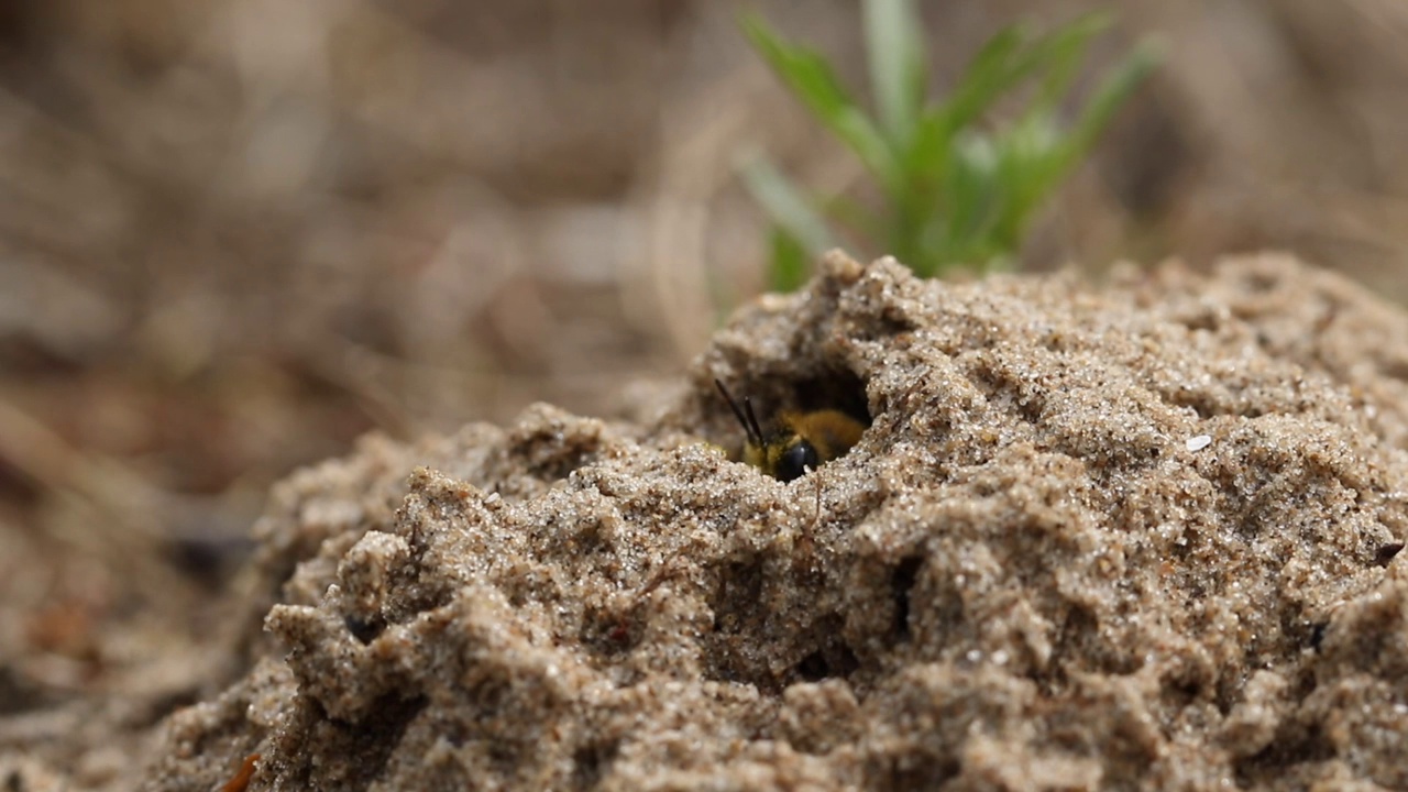一只长着毛腿的采矿蜂，从它在沙子里的洞穴里出来。视频下载