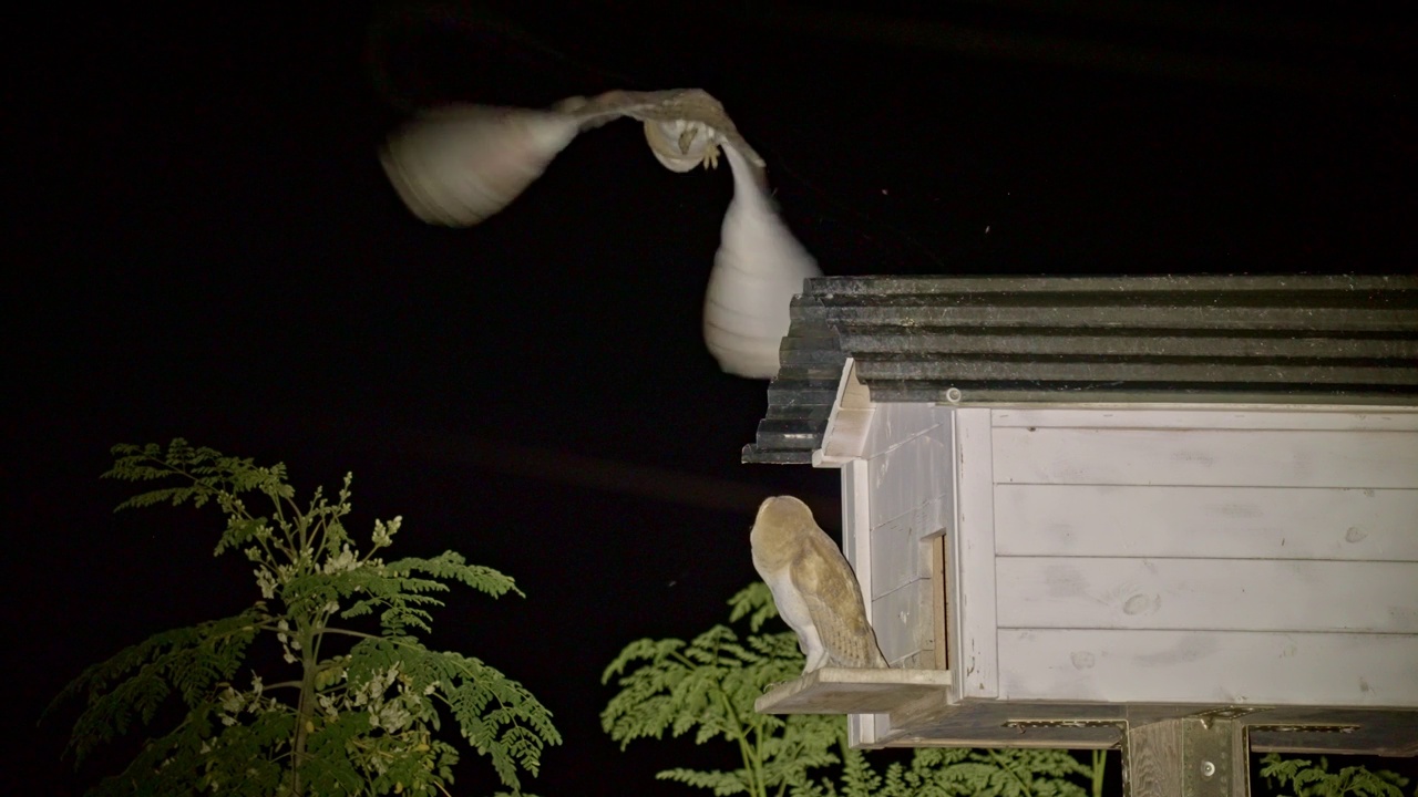 仓鸮在它们的巢箱里视频素材