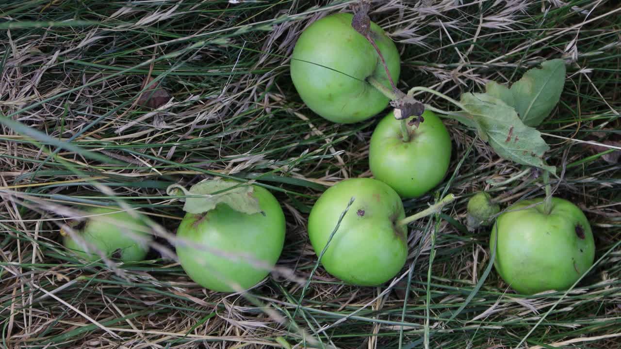 青苹果落在草地上。花园里掉下来的苹果。自然的产品。绿色星球。生物产品。4 k的决议视频下载