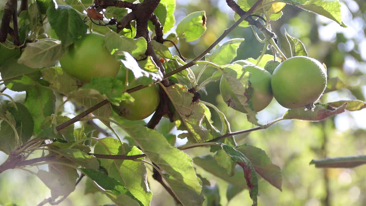 树上的青苹果。苹果在金色的阳光下在花园里的树枝上成熟。自然的产品。绿色星球。生物产品。回光。4 k的决议视频下载