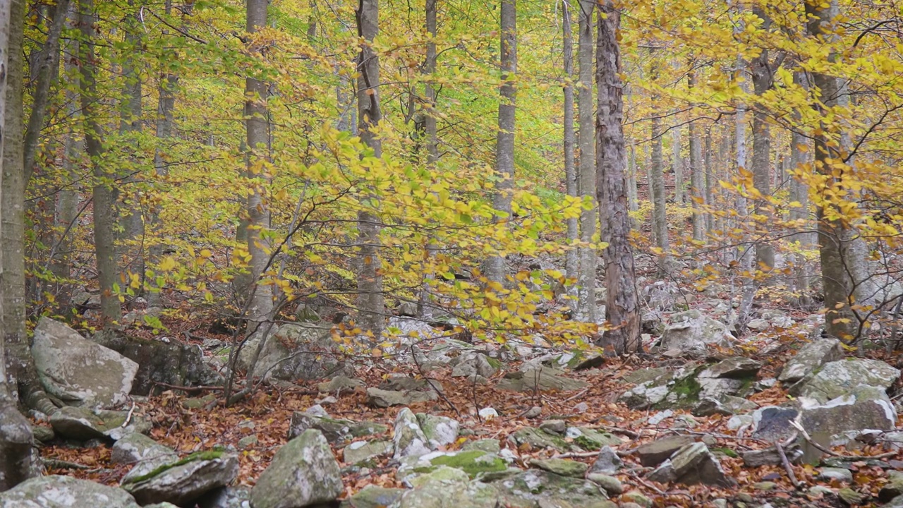 西班牙秋天色彩斑斓的山毛榉森林，加泰罗尼亚的蒙特塞尼山视频下载