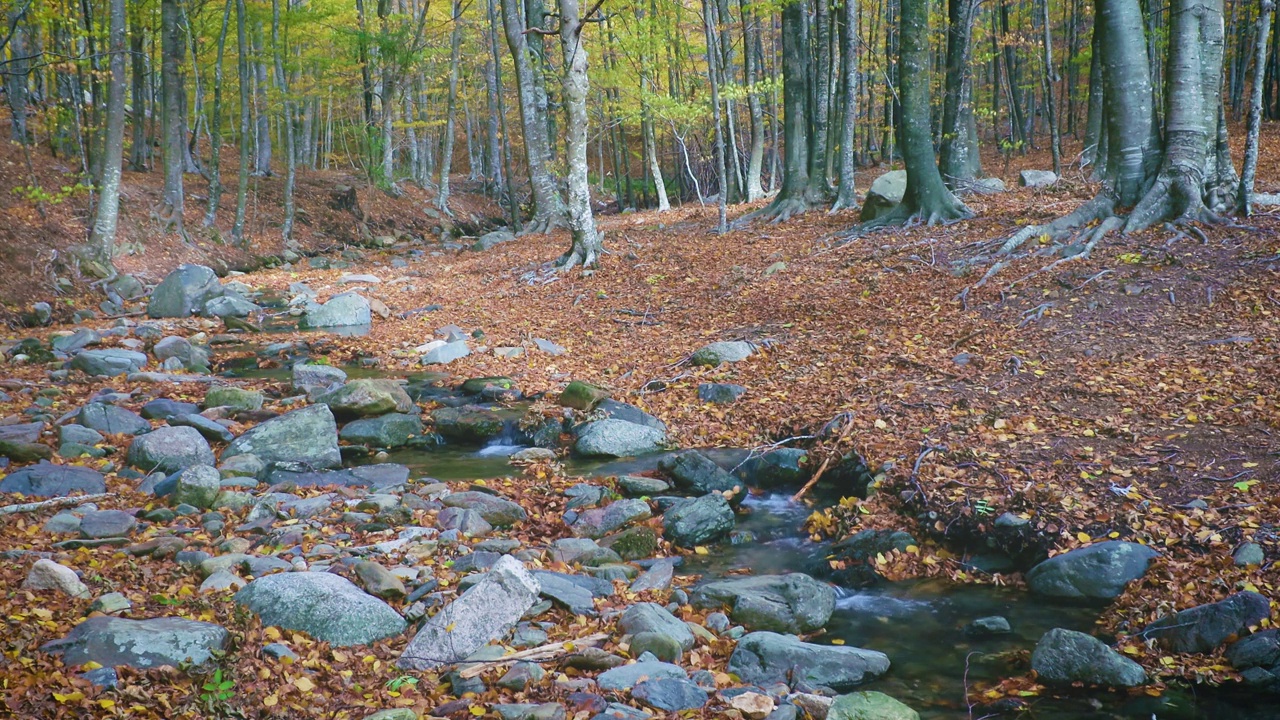 西班牙蒙特塞尼山秋季山毛榉林中的小溪视频下载