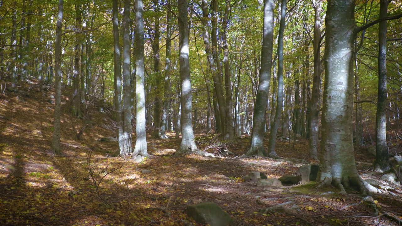 西班牙秋天色彩斑斓的山毛榉森林，加泰罗尼亚的蒙特塞尼山视频下载