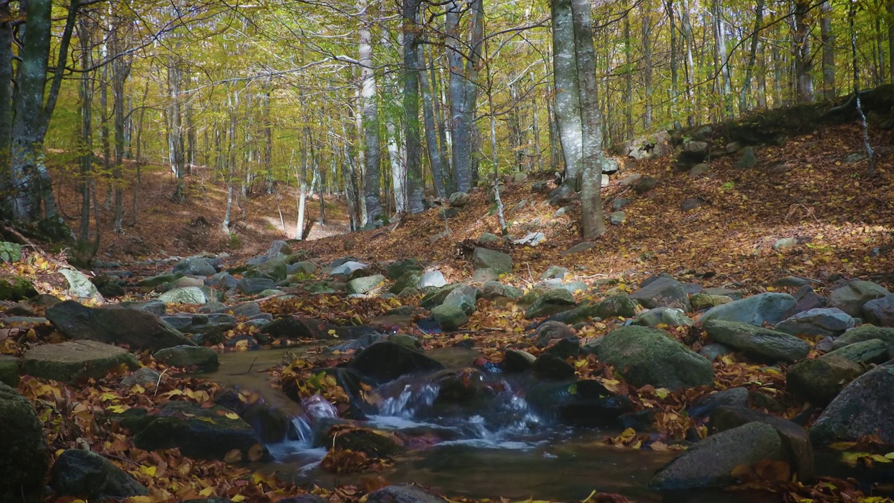 西班牙蒙特塞尼山秋季山毛榉林中的小溪视频下载