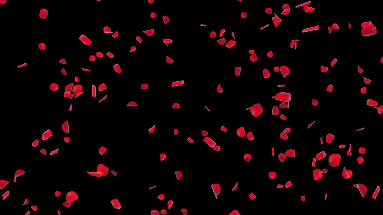 浪漫粉红玫瑰樱花花瓣落流和复制空间背景视频下载