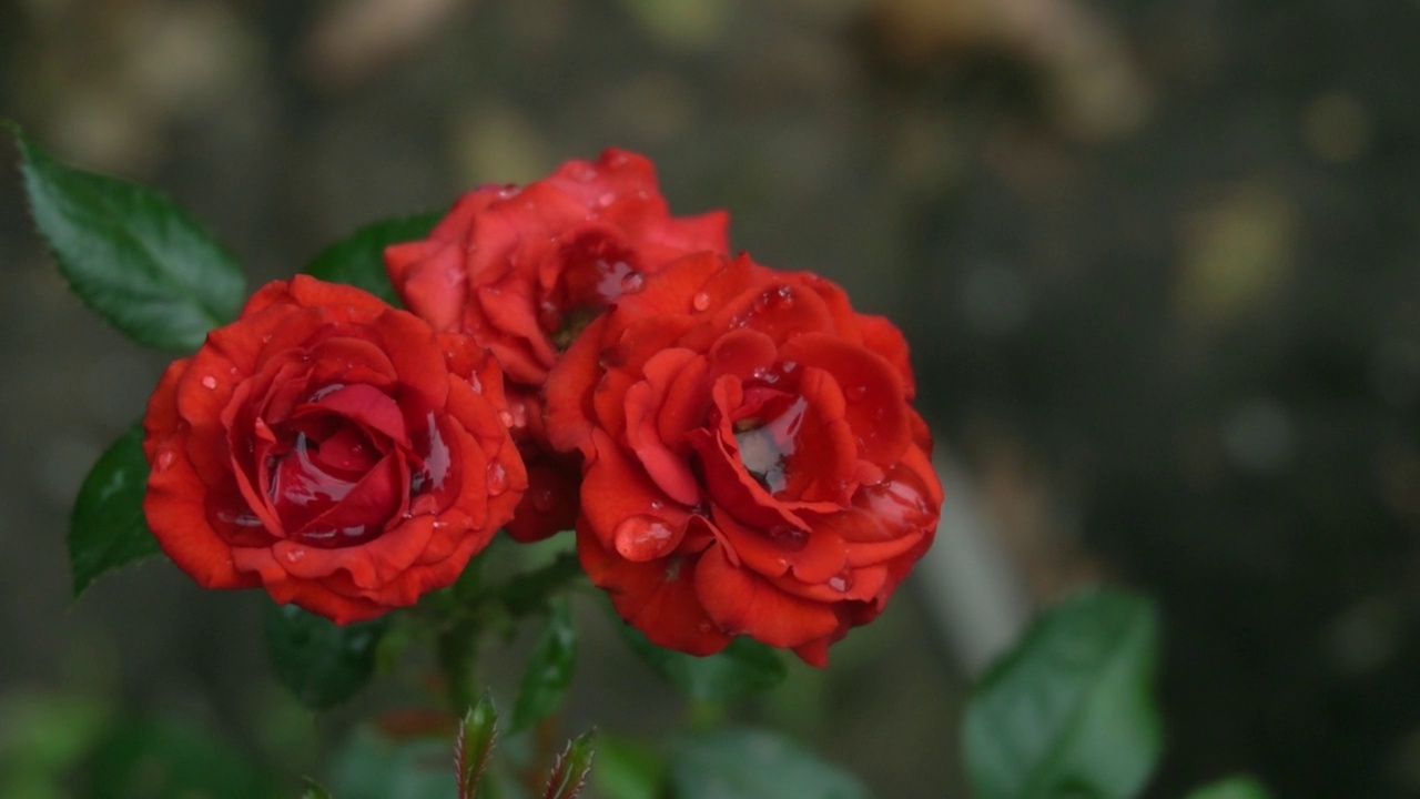 雨滴中的红玫瑰视频下载