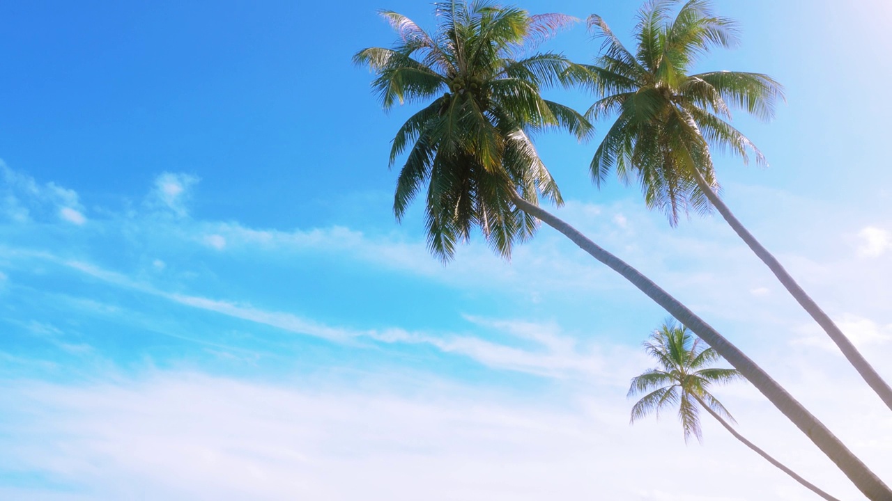 热带棕榈树，大海和海滩视频下载