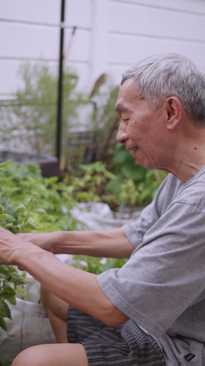 垂直夹。快乐的退休老人花时间在家种植植物。一位亚洲老人在家里做园艺。视频下载