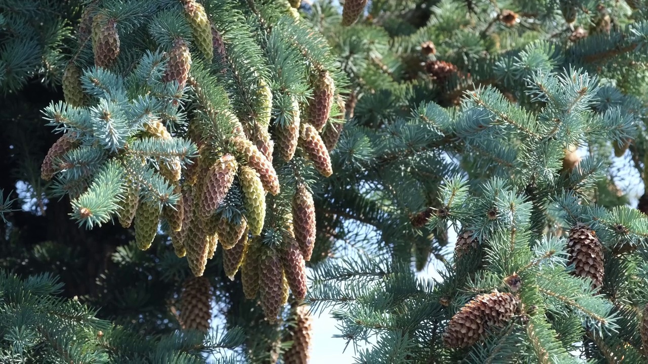 松果挂在绿色的云杉树枝上，在蓝天的映衬下随风摇摆视频下载