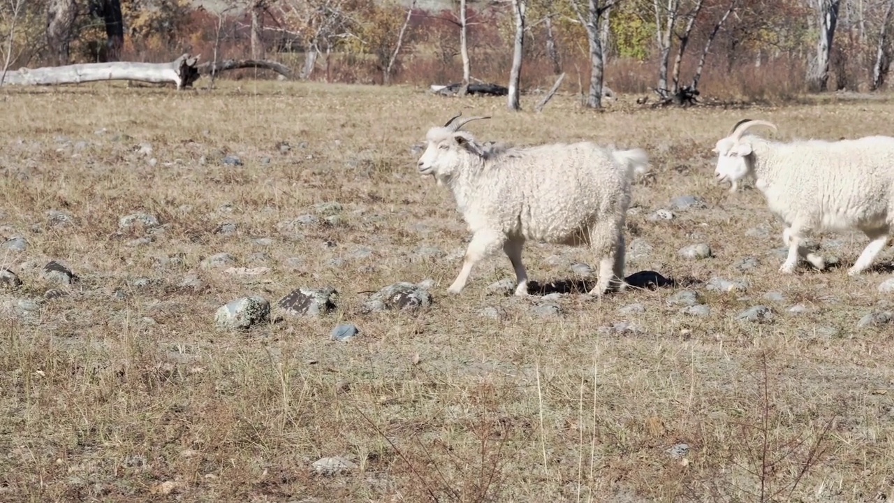 两只毛茸茸的白色咀嚼山羊走在阳光明媚的乡村草地上视频下载