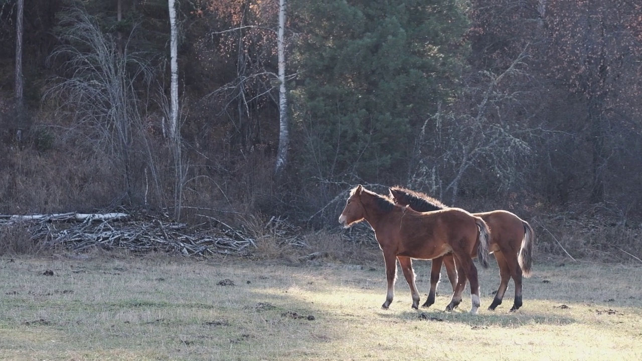 草地上的两匹骏马吓了一跳，转身向别的方向走去视频下载