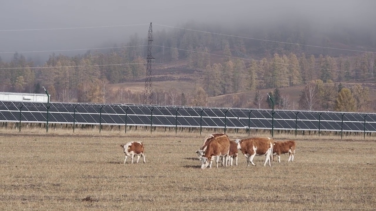 一群奶牛正在光伏太阳能电池板附近的田地里散步和吃草视频下载