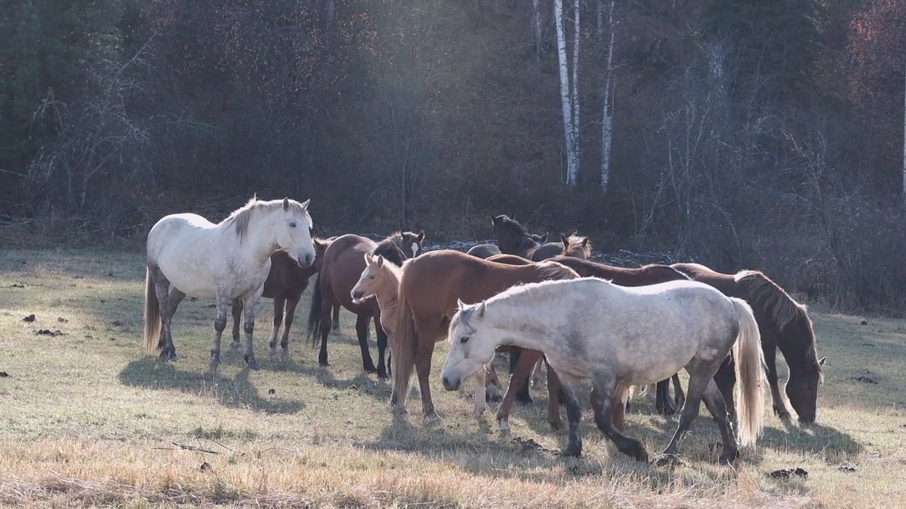 自由可爱的马在乡村秋天的田野上寻找饲料视频下载