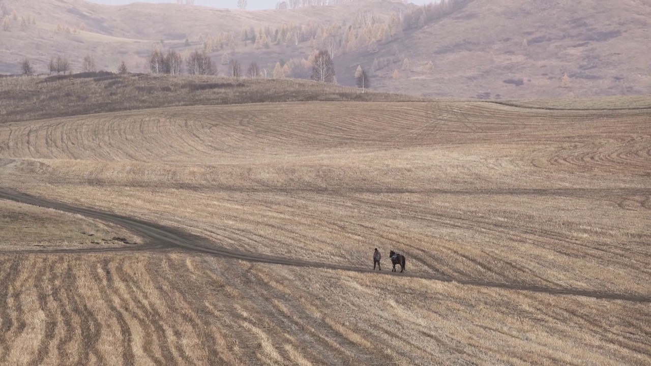 秋天，人们牵着马在路上散步。阿尔泰山脉视频下载