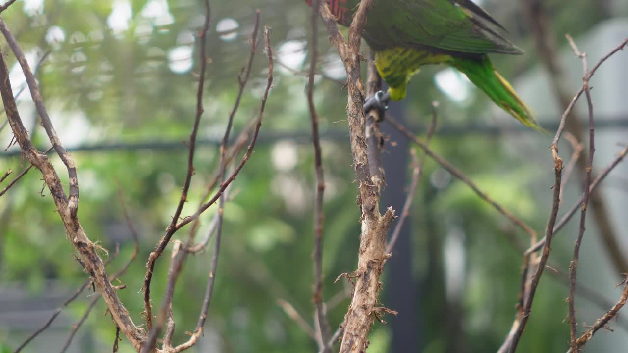 美丽的鹦鹉，在树枝上晒太阳。视频下载