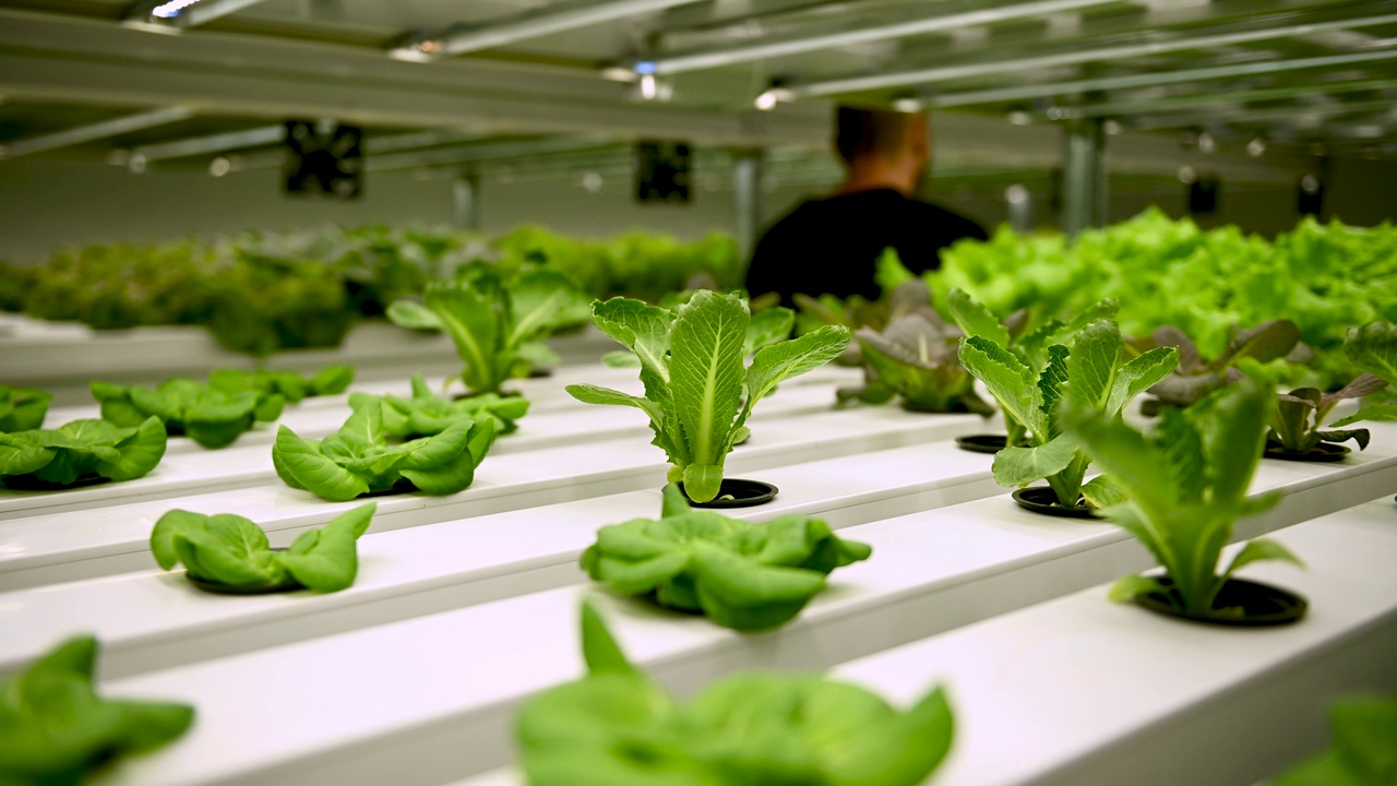 水培系统种植蔬菜，沙拉在乌克兰的一个花园，沙拉在PVC管生长的有机生菜在户外水培系统生长。视频下载