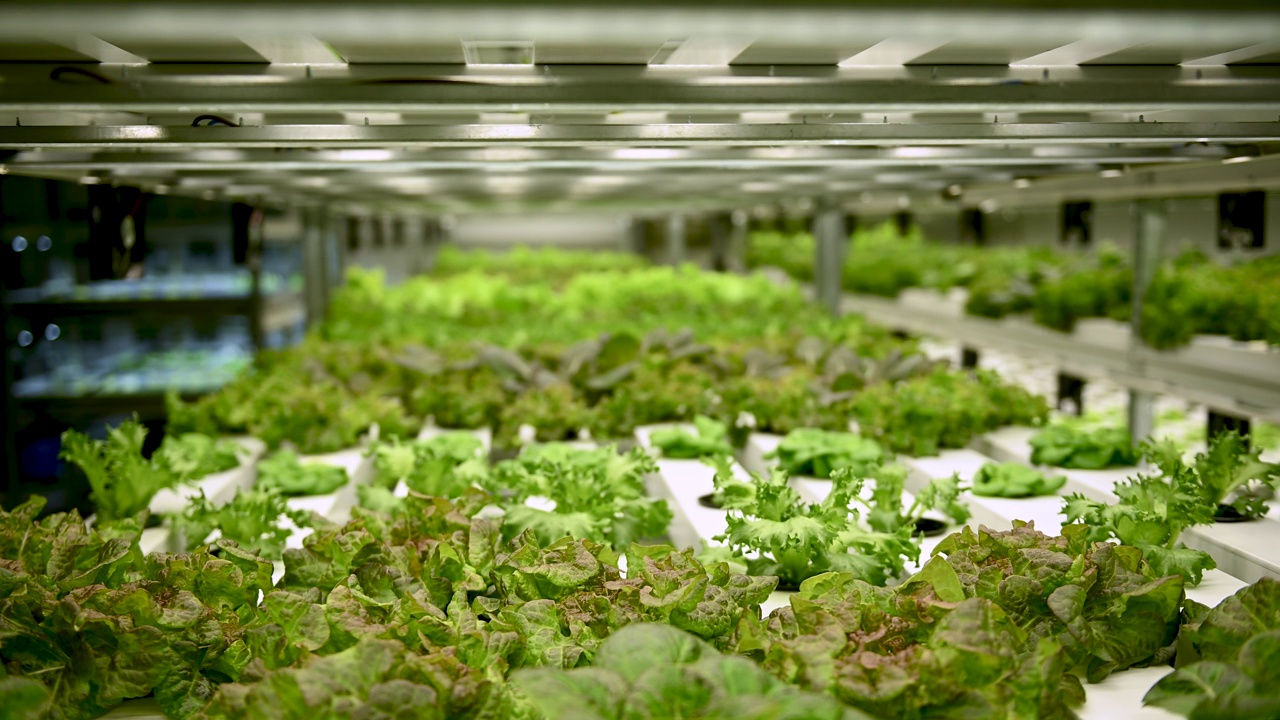 农业综合农户和水培农业的概念，沙拉水培蔬菜产品生产和控制的技术为温室水培农场。视频下载