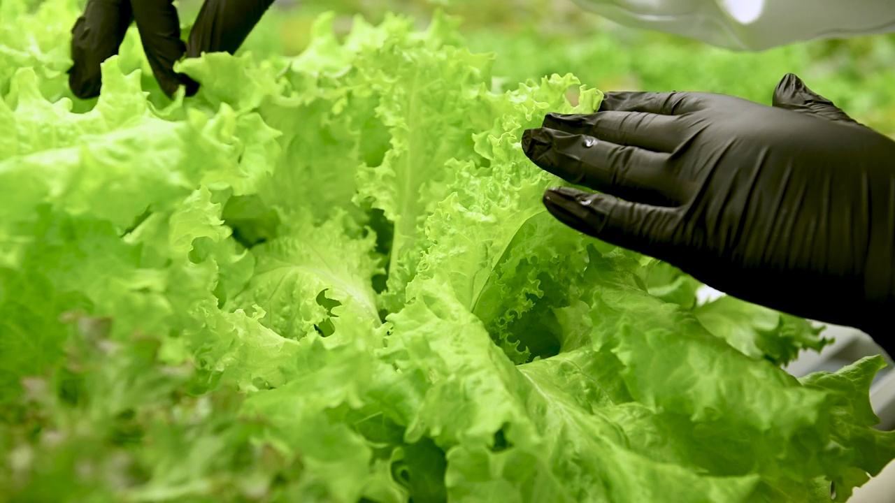 近距离观察在水培温室里采摘莴苣的农民的手。健康食品的概念。环保清洁生产食品。农业综合企业美学视频下载