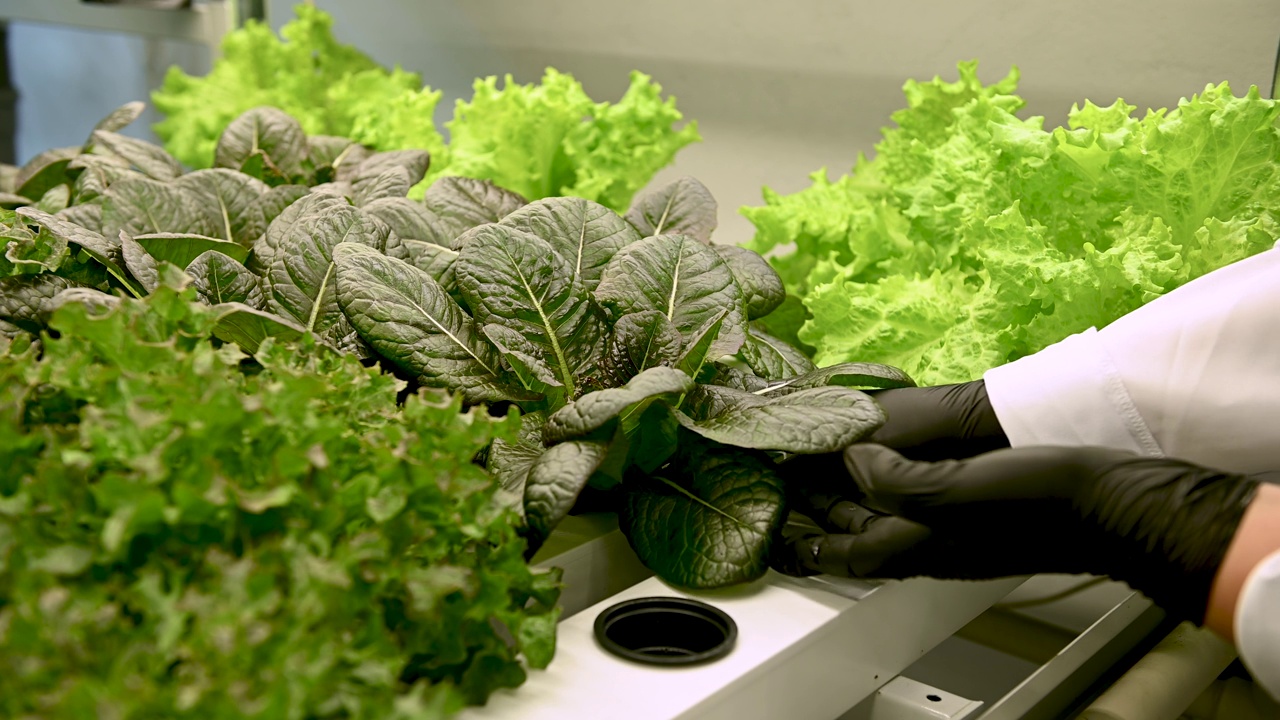 近距离观察在水培温室里采摘莴苣的农民的手。健康食品的概念。环保清洁生产食品。农业综合企业美学视频下载
