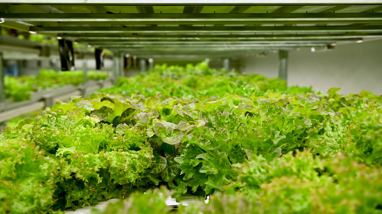 农业综合农户和水培农业的概念，沙拉水培蔬菜产品生产和控制的技术为温室水培农场。视频下载