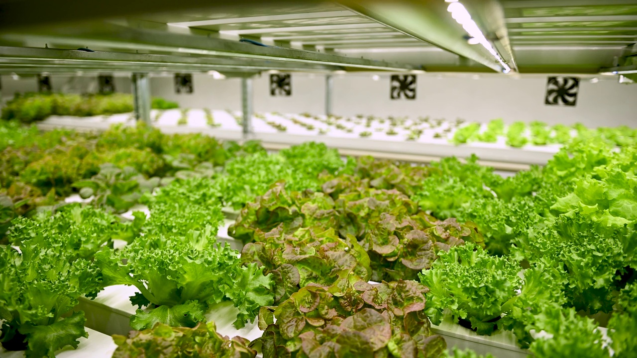 水培农场里各种各样的沙拉。健康食品的概念。食品的环保生产视频下载