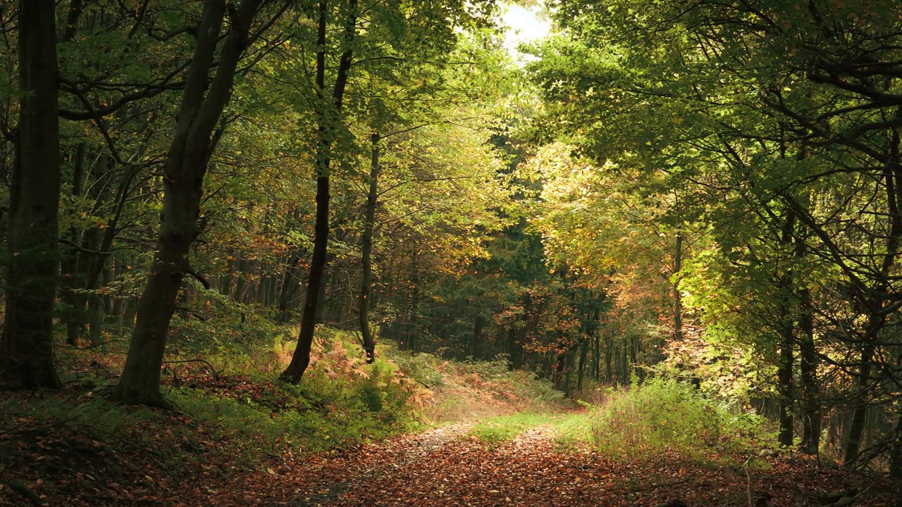 秋天的森林风光，落叶纷飞视频下载