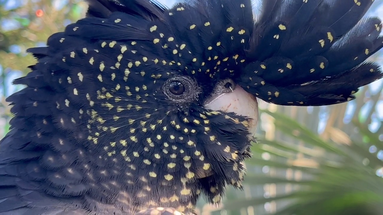 雌性黑尾凤头鹦鹉的脸视频下载