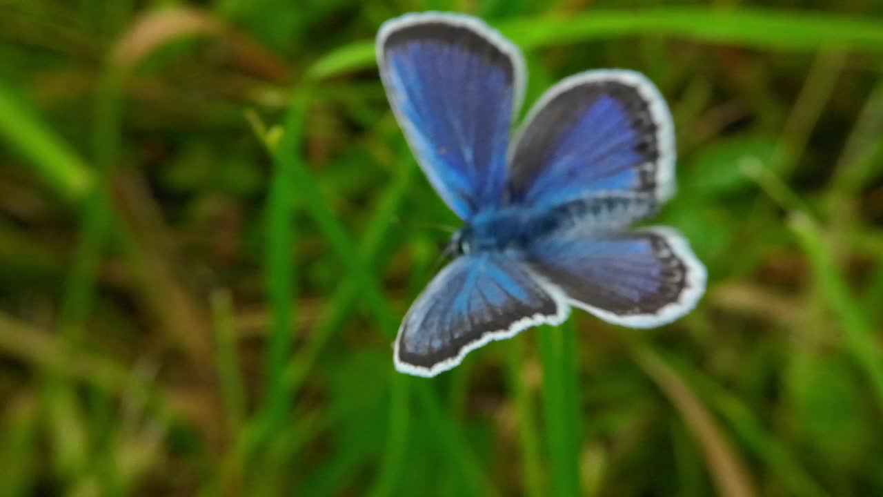 美丽的蓝蝴蝶在自然条件下，近距离选择性聚焦视频下载