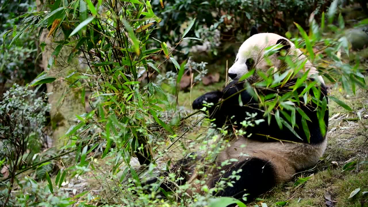 大熊猫在中国吃竹子视频下载