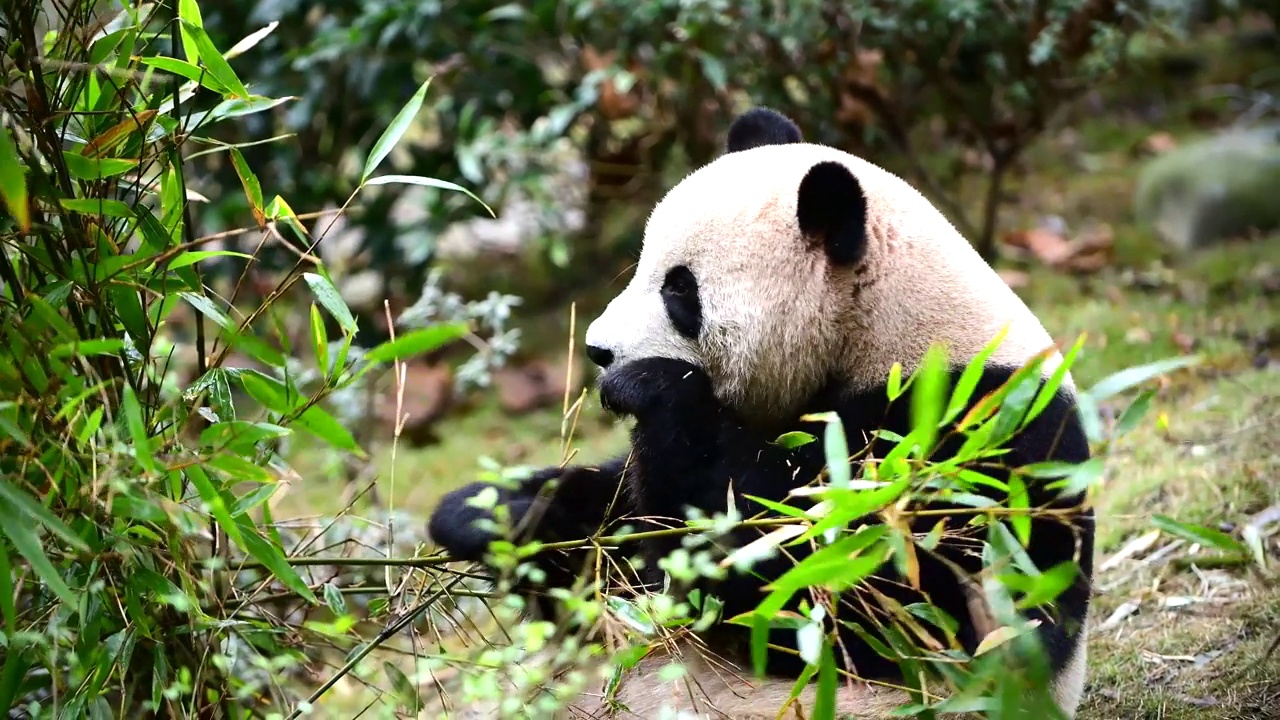 大熊猫在中国吃竹子视频下载