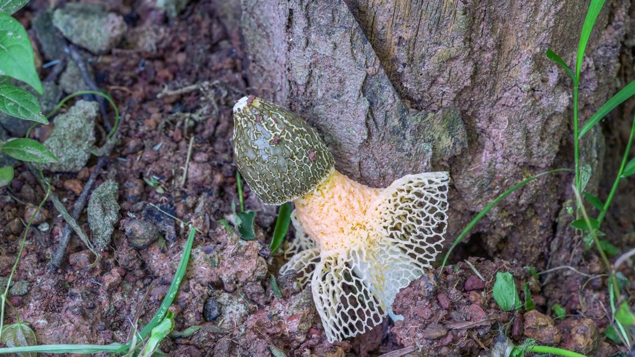 随着时间的流逝，在泰国的森林中迅速生长的竹菇视频下载