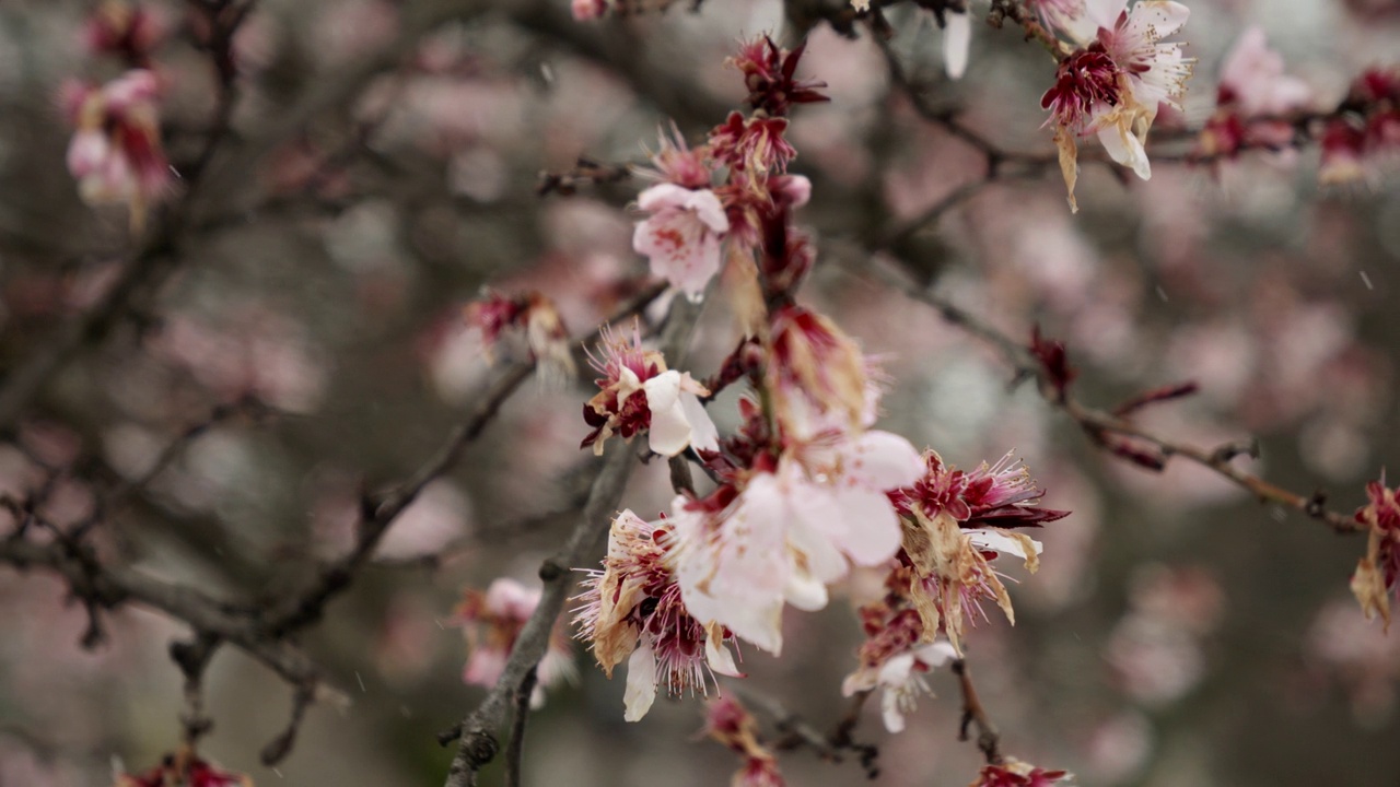 春天，雪花缓缓地落在樱花上。气候变化及其对天气模式的影响视频下载