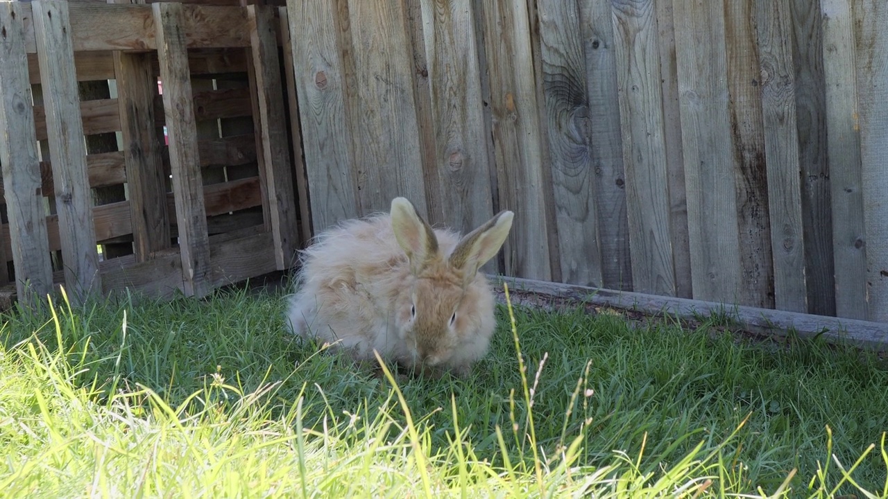 草坪上一只小白兔的近景视频下载