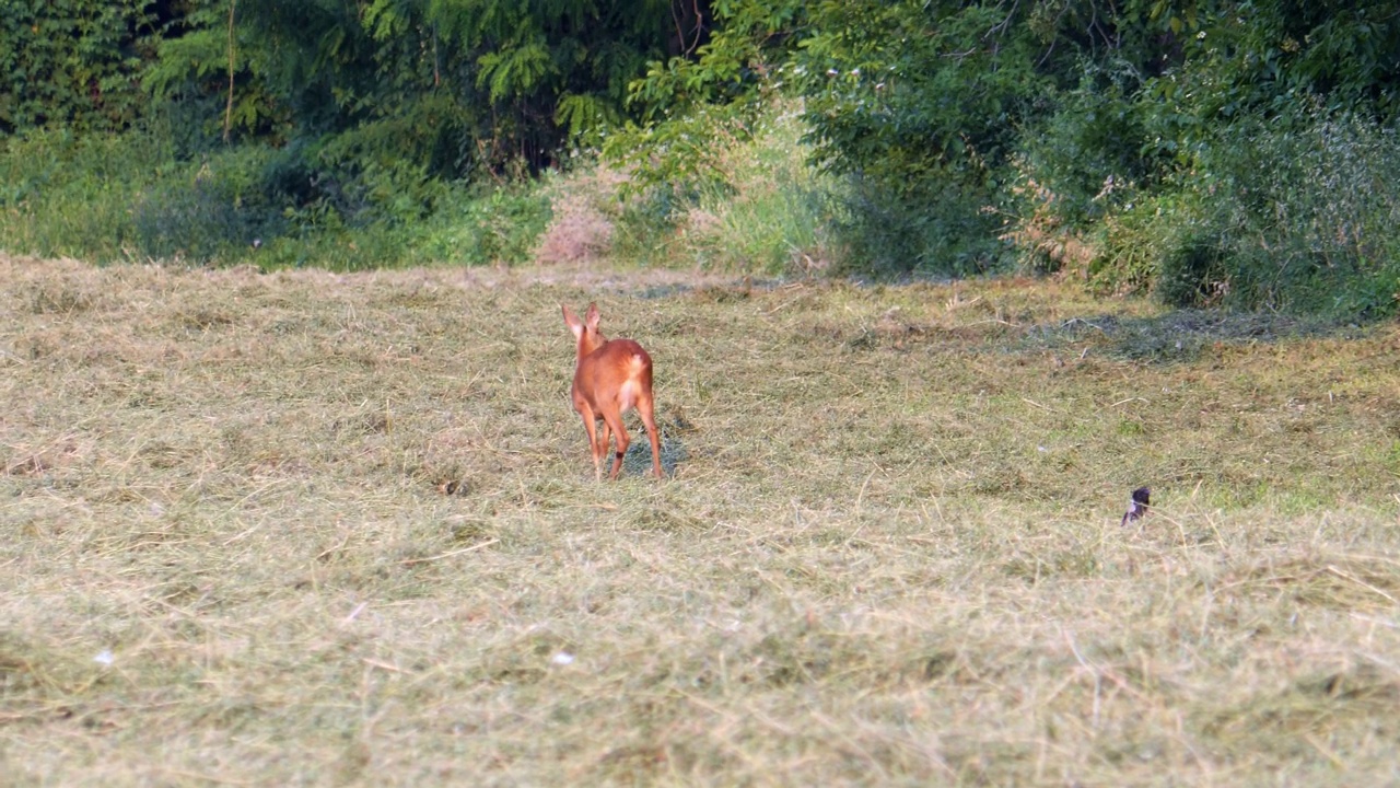 可爱的棕色小鹿在广阔的草地上寻找食物视频下载