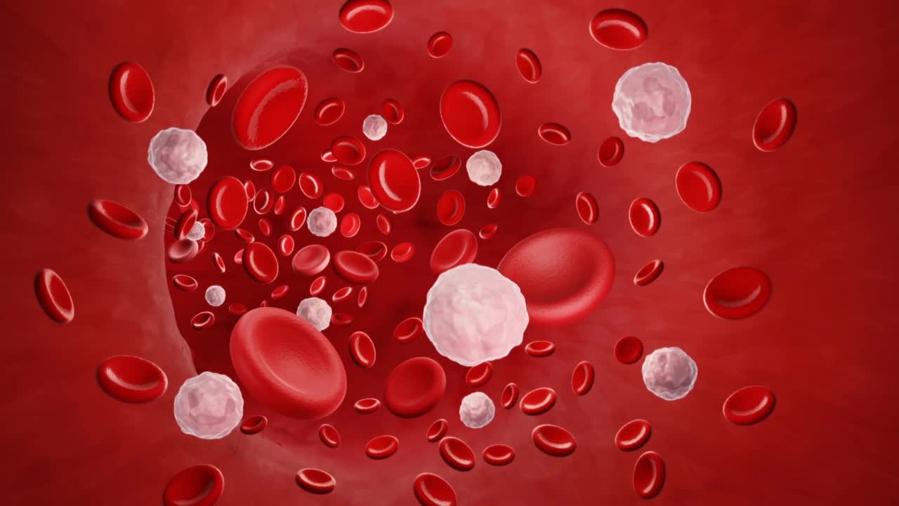 血液中性粒细胞，动画视频素材