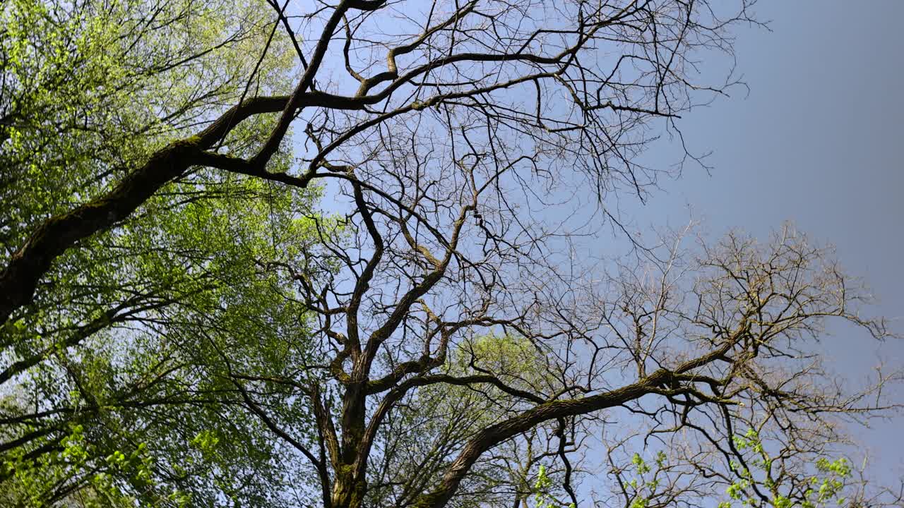 春季混交林中的落叶乔木视频素材