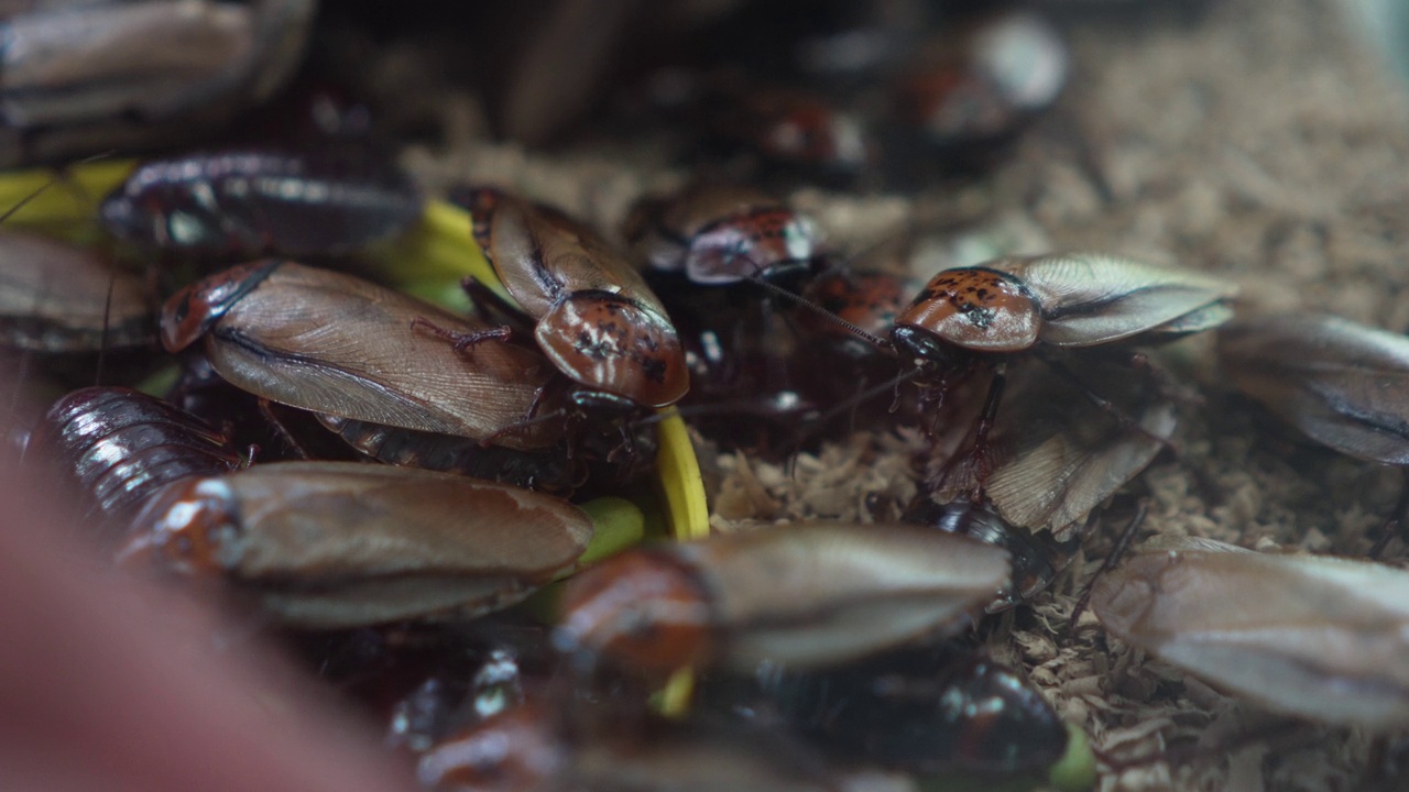 许多蟑螂在争夺食物。视频下载