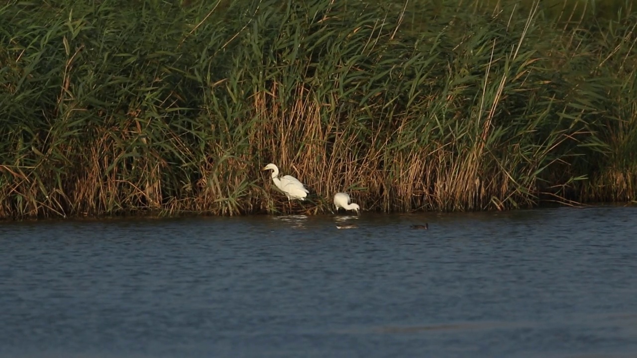 琵鹭和白鹭在湖边觅食。视频下载